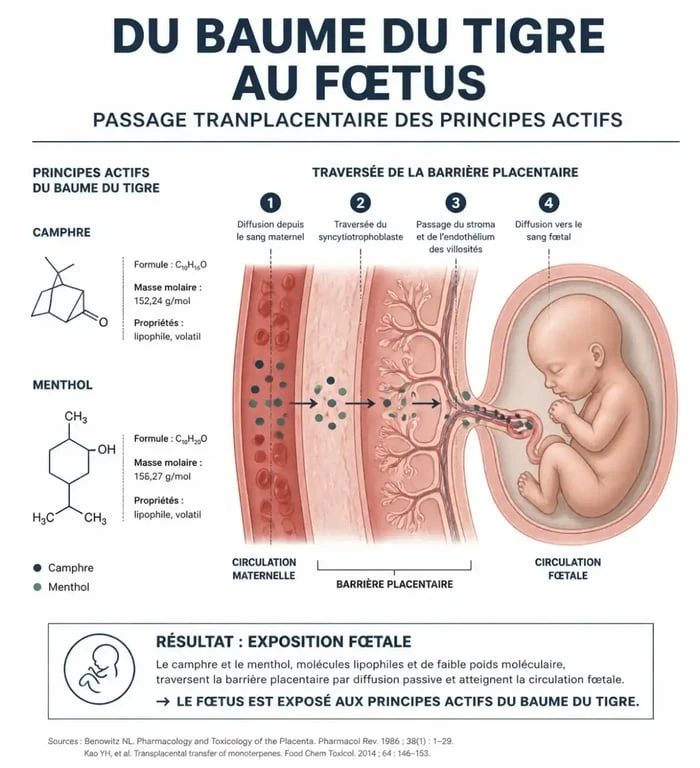 Infographie sur les risques du baume du tigre pour femme enceinte et le passage des substances vers le fœtus