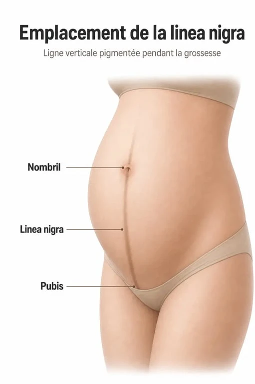 Schéma anatomique illustrant l'emplacement de la linea nigra, le trait de grossesse sur le ventre