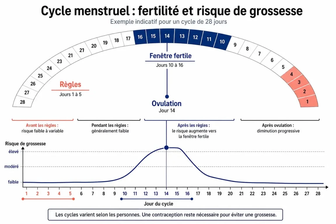 Combien de jour avant les regles peut on tomber enceinte : schéma du cycle menstruel montrant la fenêtre fertile et les jours à risque